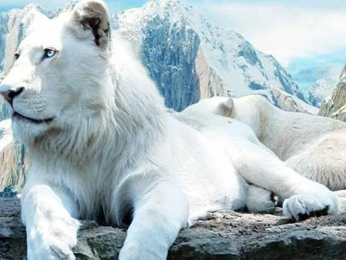 الاسد الابيض