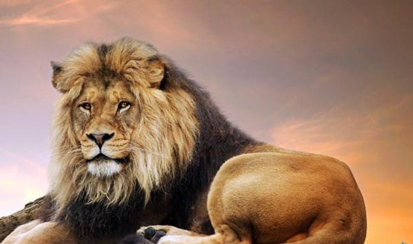 برج الاسد