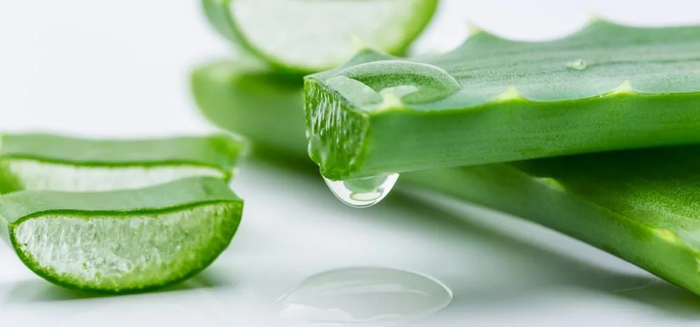 Aloe Vera An Effective Remedy For Psoriasis