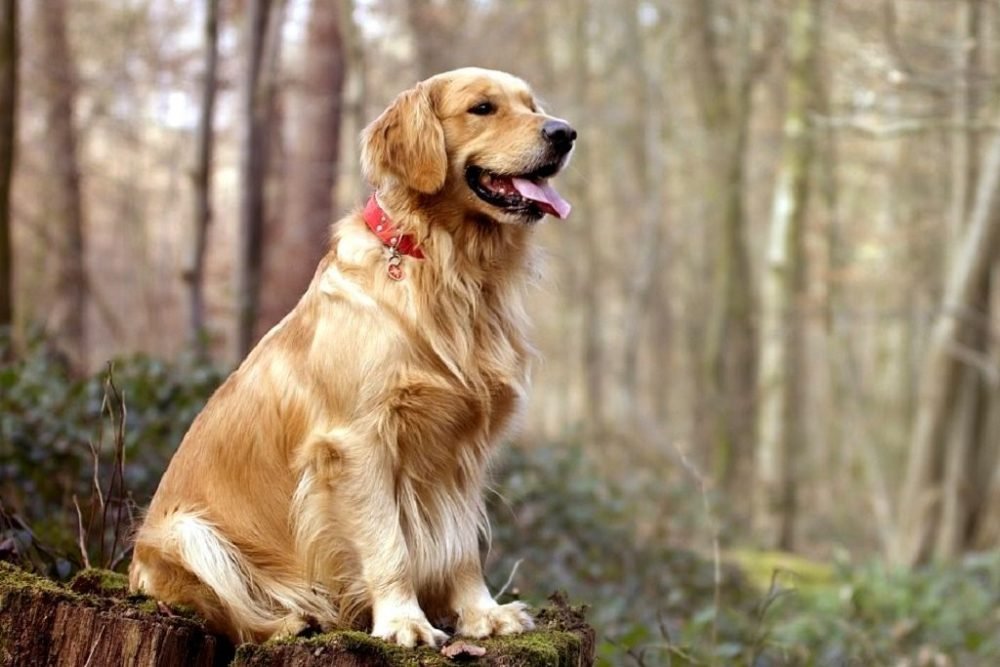 About the Golden Retriever 1 scaled