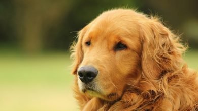 About the Golden Retriever 2