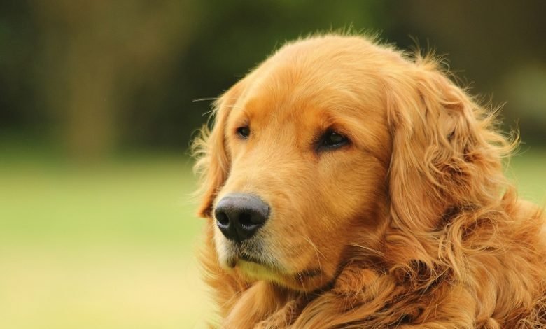 About the Golden Retriever 2