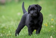 About the Labrador Retriever