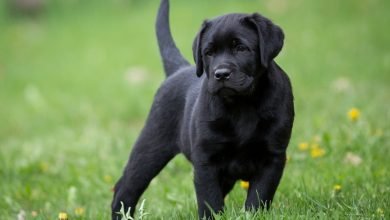 About the Labrador Retriever
