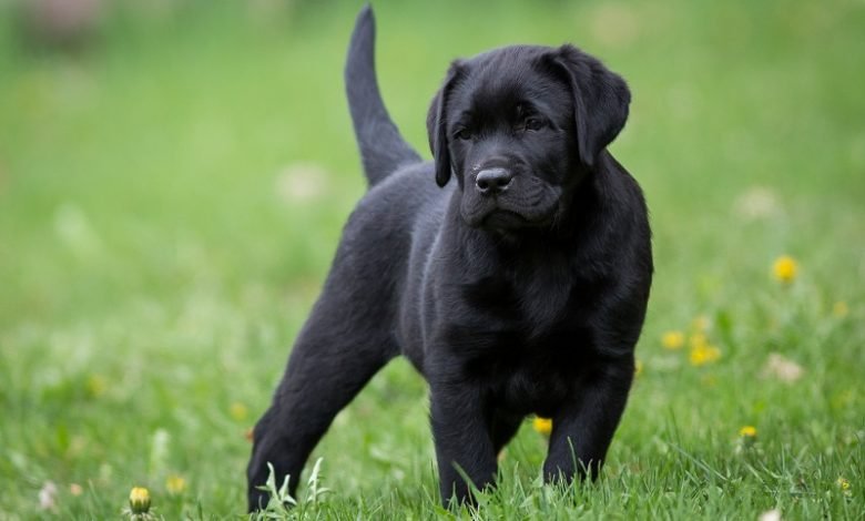 About the Labrador Retriever