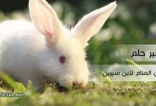 تفسير حلم الارنب في المنام لابن سيرين