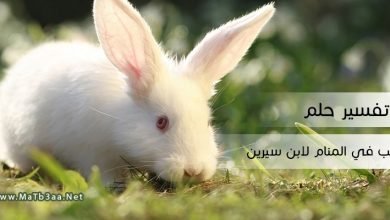 تفسير حلم الارنب في المنام لابن سيرين