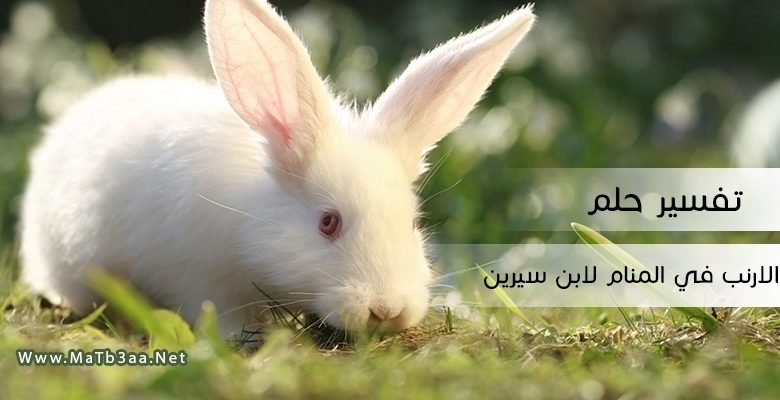 تفسير حلم الارنب في المنام لابن سيرين