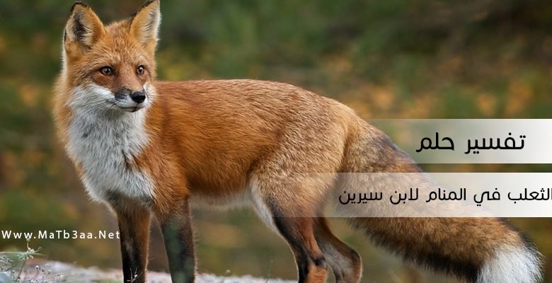 تفسير حلم رؤية الثعلب في المنام لابن سيرين
