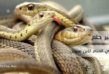 تفسير رؤية حلم الثعبان في المنام لابن سيرين