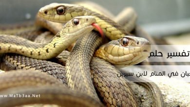 تفسير رؤية حلم الثعبان في المنام لابن سيرين