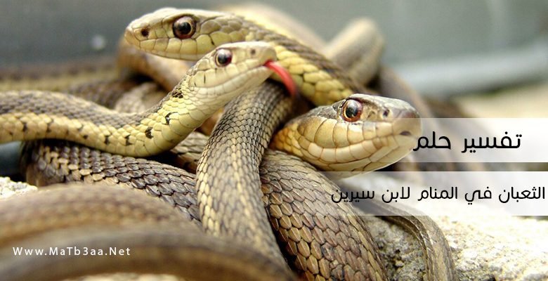 تفسير رؤية حلم الثعبان في المنام لابن سيرين