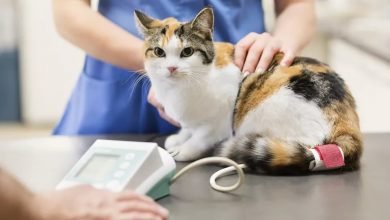 Why Is My Cat Losing Weight