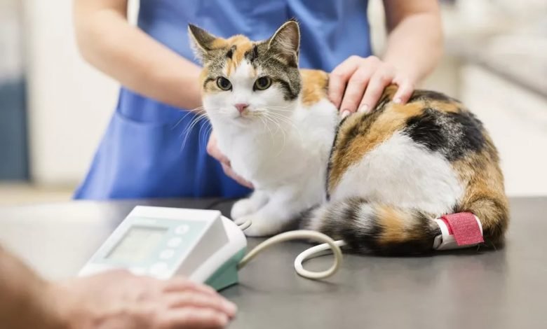Why Is My Cat Losing Weight